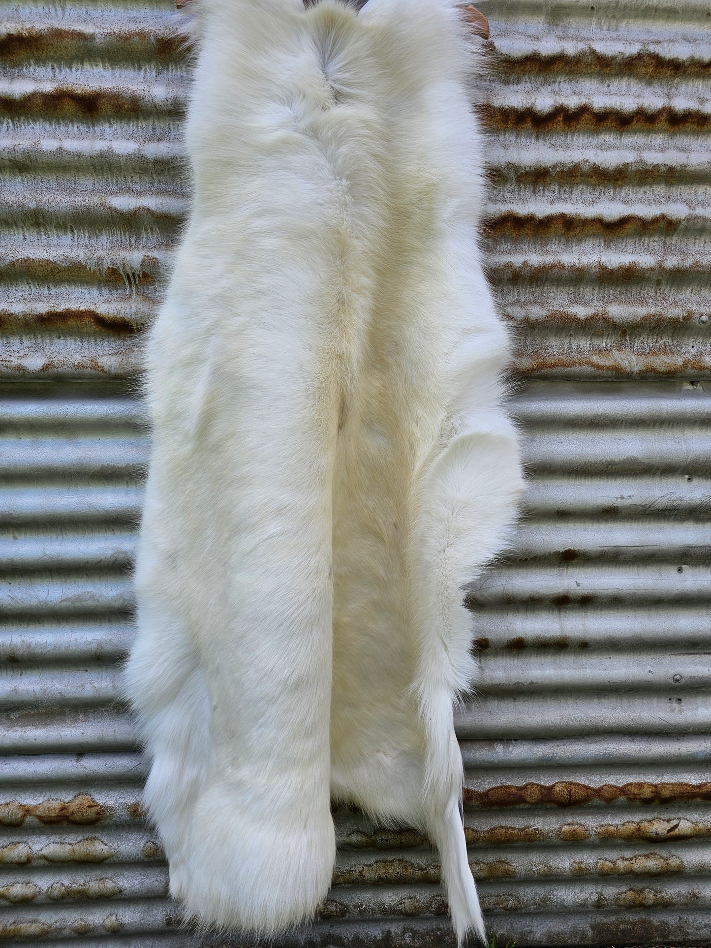 Reindeer Hide / Albino